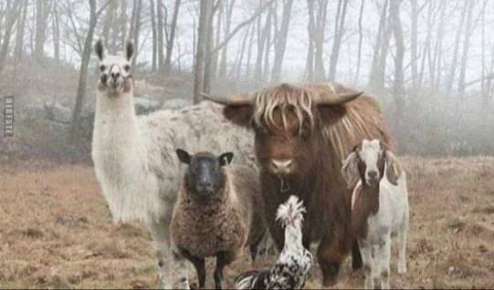 Boerny’s Team